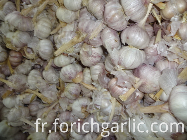New Crop Fresh Garlic
